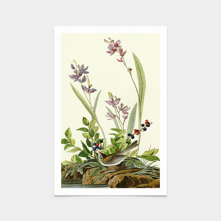 John James Audubon, Field Sparrow,art prints,Vintage art,canvas wall art,famous art prints,q2341