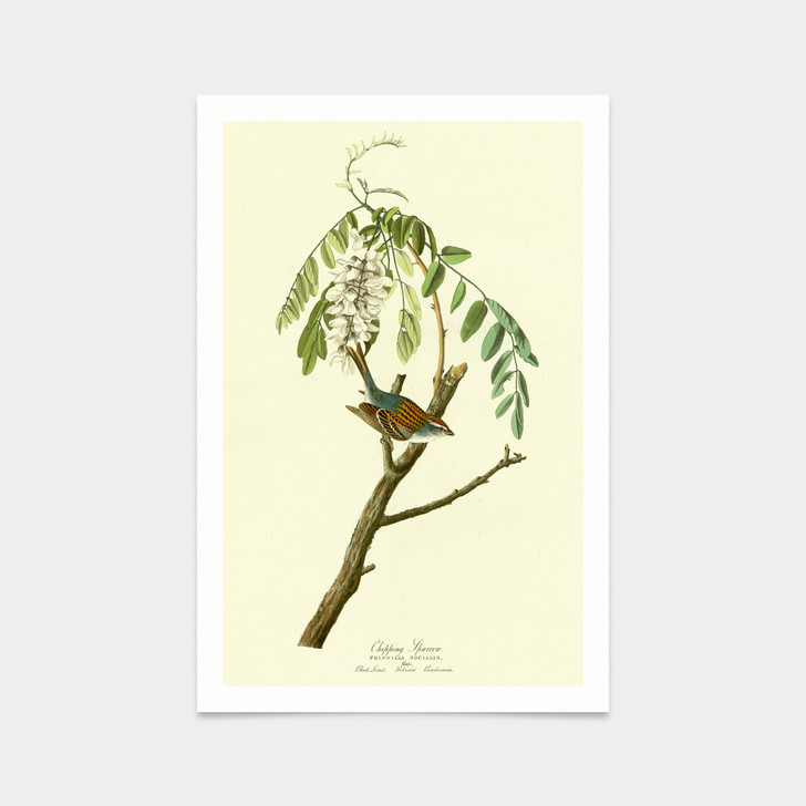 John James Audubon, Chipping Sparrow,art prints,Vintage art,canvas wall art,famous art prints,q2330