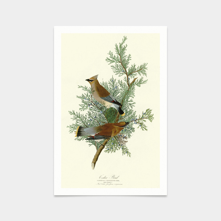 John James Audubon, Cedar Bird,art prints,Vintage art,canvas wall art,famous art prints,q2327
