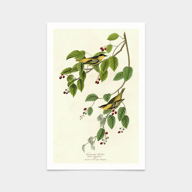 John James Audubon, Carbonated Warbler,art prints,Vintage art,canvas wall art,famous art prints,q2322