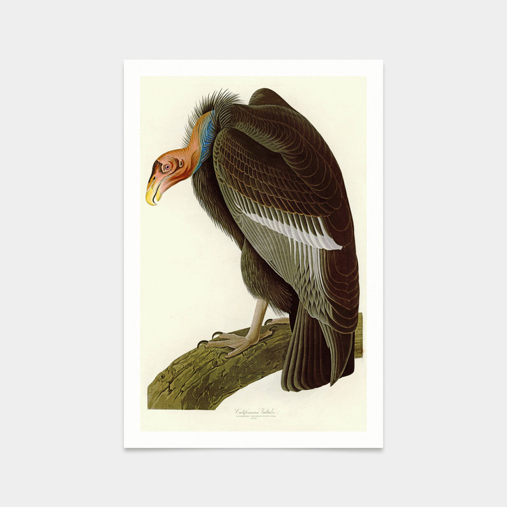 John James Audubon, Californian Vulture,art prints,Vintage art,canvas wall art,famous art prints,q2317