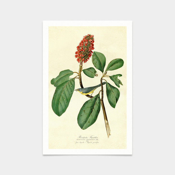 John James Audubon, Bonaparte's Flycatcher,art prints,Vintage art,canvas wall art,famous art prints,q2310