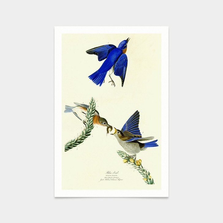John James Audubon, Blue bird,art prints,Vintage art,canvas wall art,famous art prints,q2301