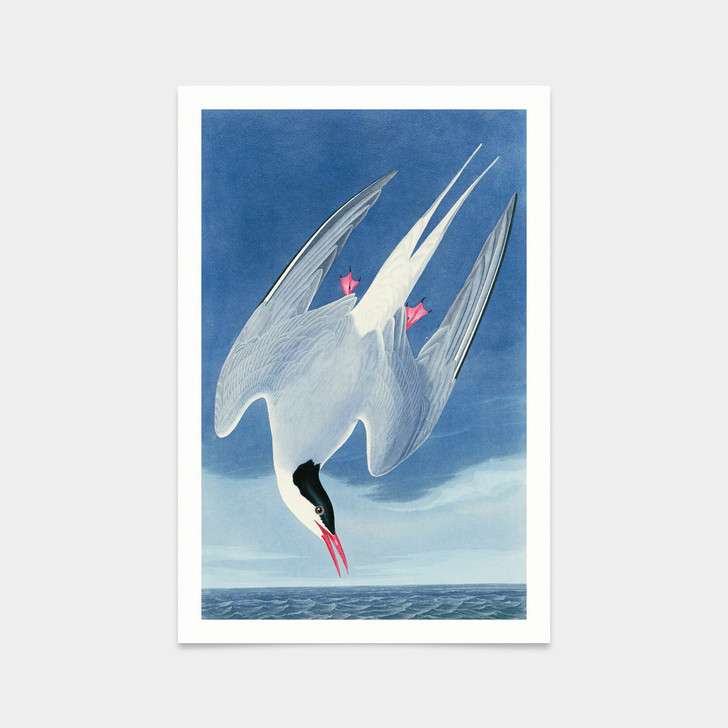 John James Audubon, Arctic Tern,art prints,Vintage art,canvas wall art,famous art prints,q2272
