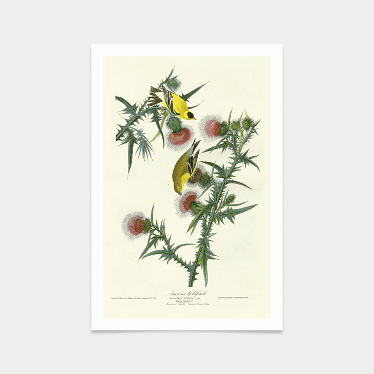 John James Audubon, American Goldfinch,art prints,Vintage art,canvas wall art,famous art prints,q2265