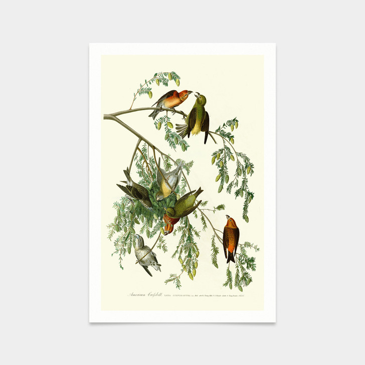 John James Audubon, American Crossbill,art prints,Vintage art,canvas wall art,famous art prints,q2262