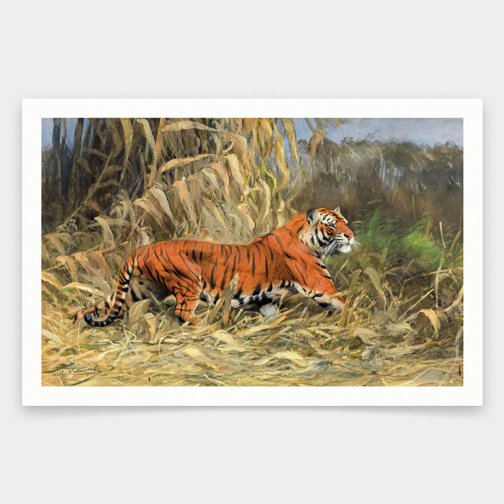Wilhelm Kuhnert,Tiger In the jungle,art prints,Vintage art,canvas wall art,famous art prints,V2101