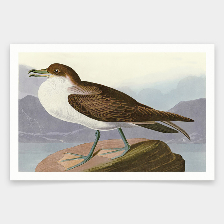 John James Audubon, Wandering Shearwater,art prints,Vintage art,canvas wall art,famous art prints,q1954