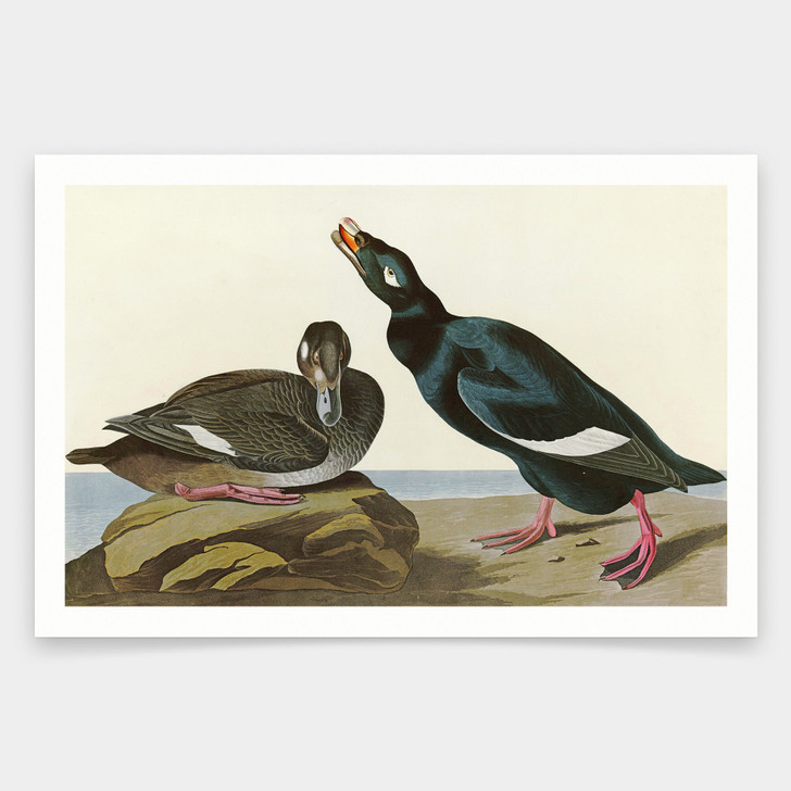 John James Audubon, Velvet Duck,art prints,Vintage art,canvas wall art,famous art prints,q1951