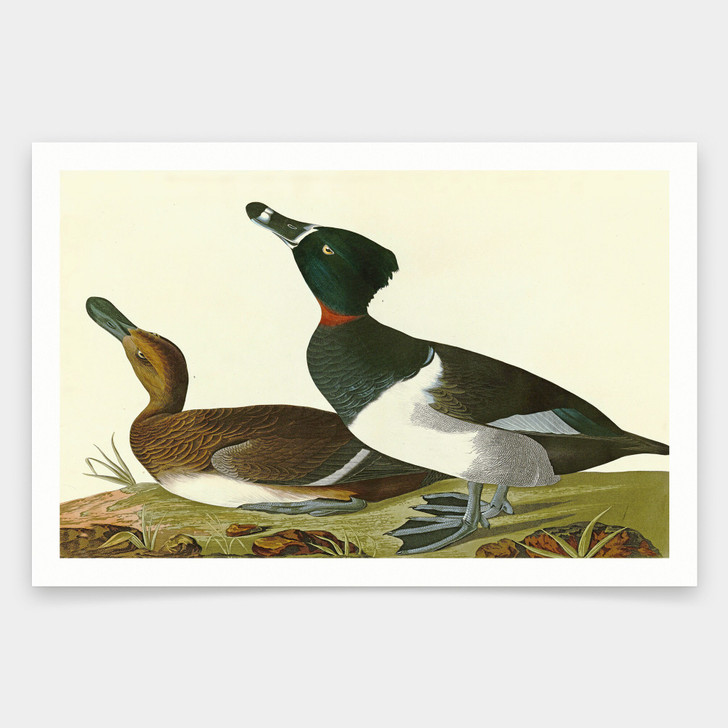 John James Audubon, Tufted Duck,art prints,Vintage art,canvas wall art,famous art prints,q1949