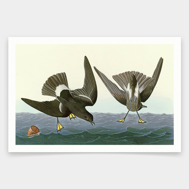 John James Audubon, Stormy Petrel,art prints,Vintage art,canvas wall art,famous art prints,q1942