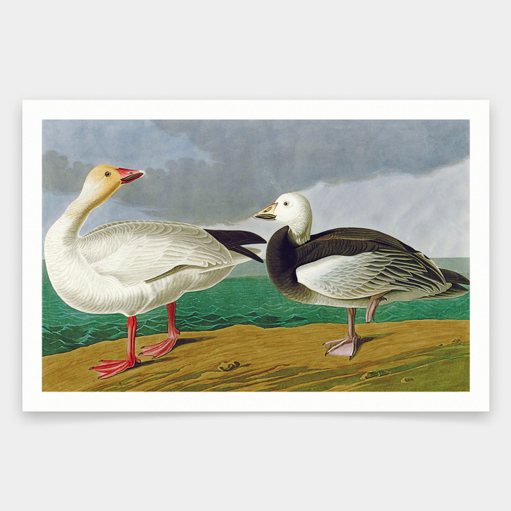 John James Audubon, Snow Goose,art prints,Vintage art,canvas wall art,famous art prints,q1936