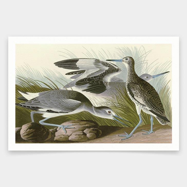 John James Audubon, Semipalmated Snipe, or Willet,art prints,Vintage art,canvas wall art,famous art prints,q1931