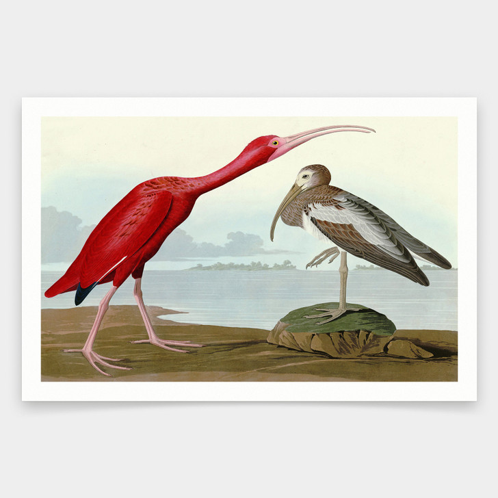 John James Audubon, Scarlet Ibis,art prints,Vintage art,canvas wall art,famous art prints,q1926