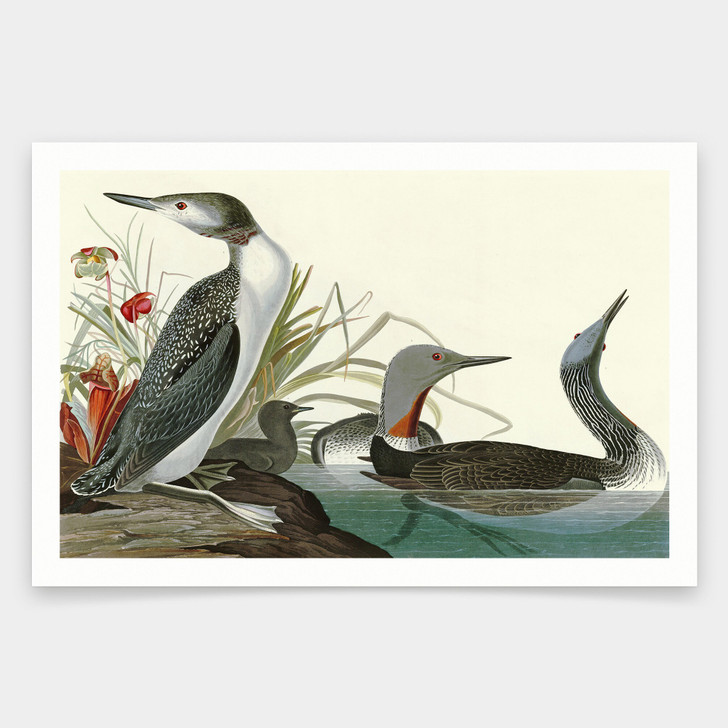 John James Audubon, Red Throated Diver,art prints,Vintage art,canvas wall art,famous art prints,q1916
