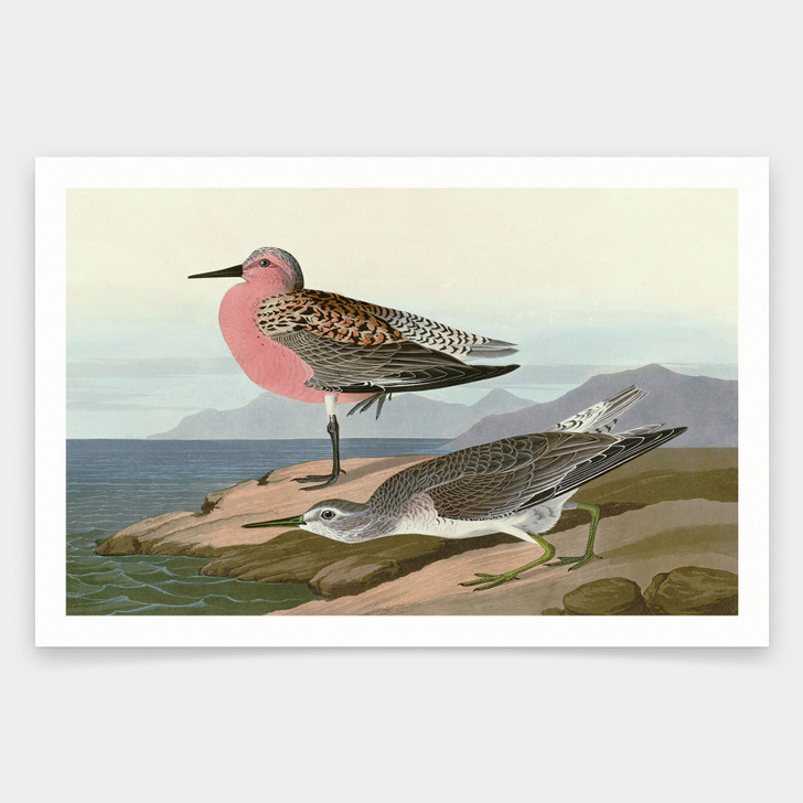 John James Audubon, Red breasted Sandpiper,art prints,Vintage art,canvas wall art,famous art prints,q1911