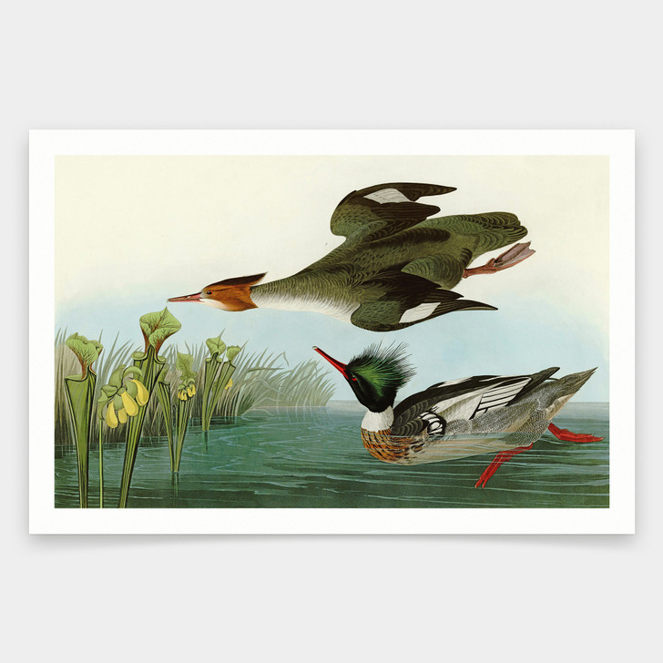John James Audubon, Red breasted Merganser,art prints,Vintage art,canvas wall art,famous art prints,q1910