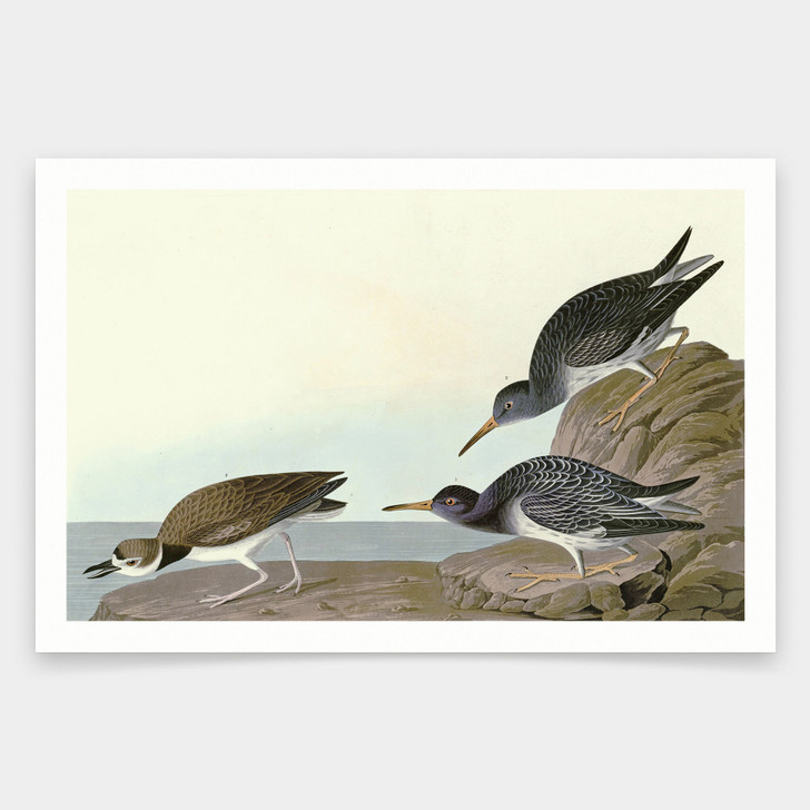 John James Audubon, Purple Sandpiper,art prints,Vintage art,canvas wall art,famous art prints,q1907