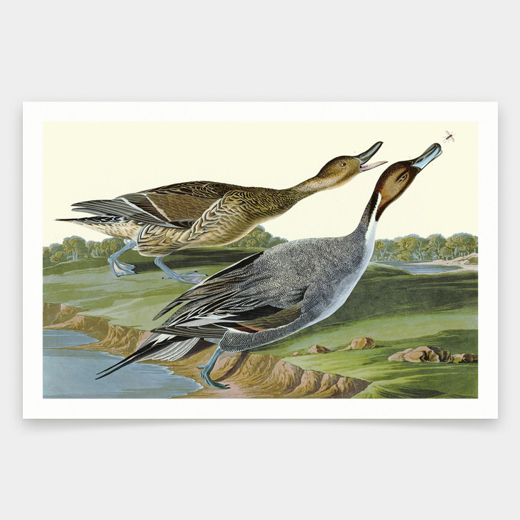 John James Audubon, Pin tailed Duck,art prints,Vintage art,canvas wall art,famous art prints,q1900