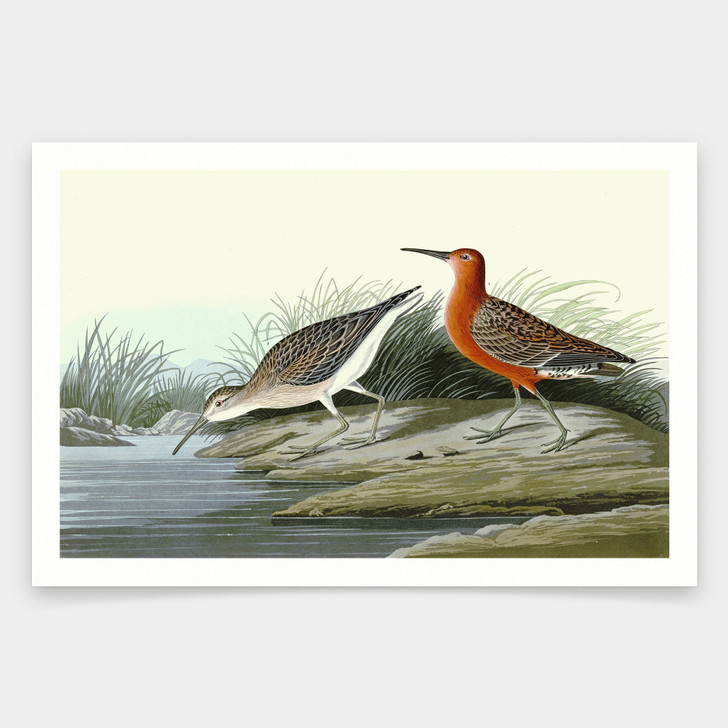 John James Audubon, Pigmy Curlew,art prints,Vintage art,canvas wall art,famous art prints,q1899