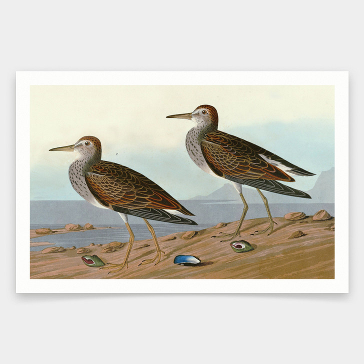 John James Audubon, Pectoral Sandpiper,art prints,Vintage art,canvas wall art,famous art prints,q1896