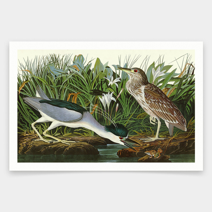 John James Audubon, Night Heron or Qua bird,art prints,Vintage art,canvas wall art,famous art prints,q1894