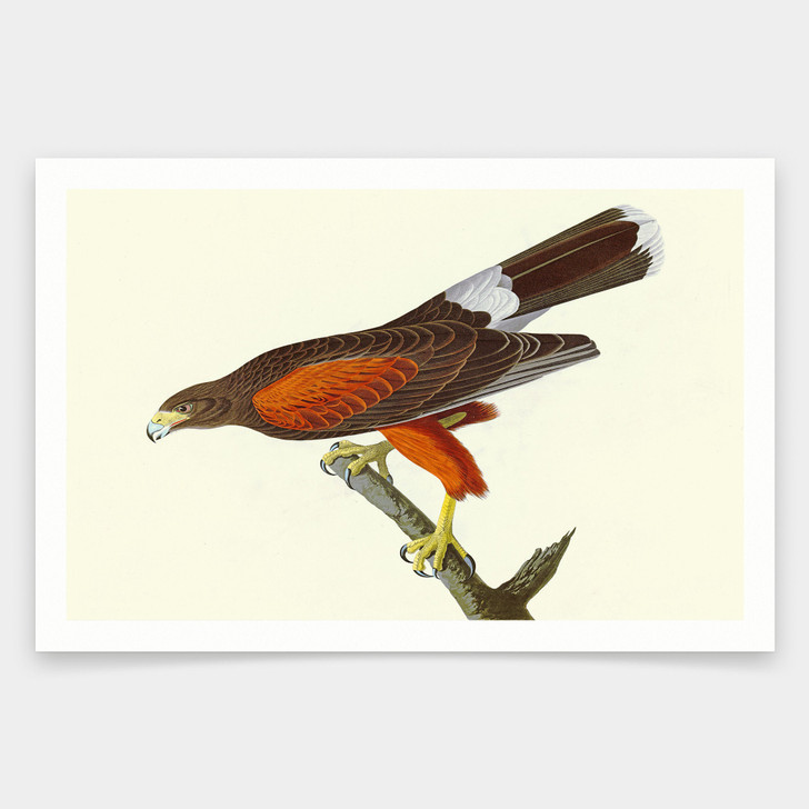 John James Audubon, Louisiana Hawk,art prints,Vintage art,canvas wall art,famous art prints,q1890