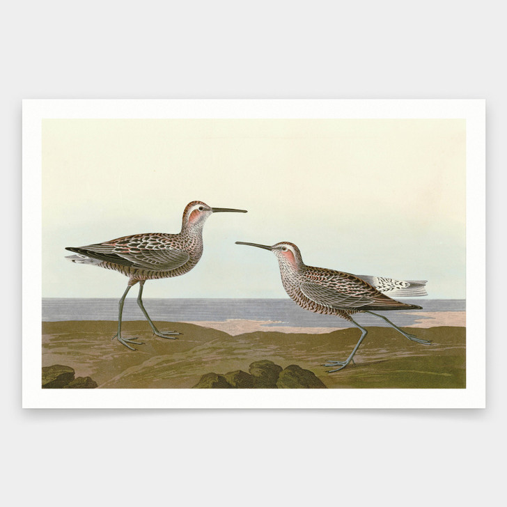 John James Audubon, Long legged Sandpiper,art prints,Vintage art,canvas wall art,famous art prints,q1887