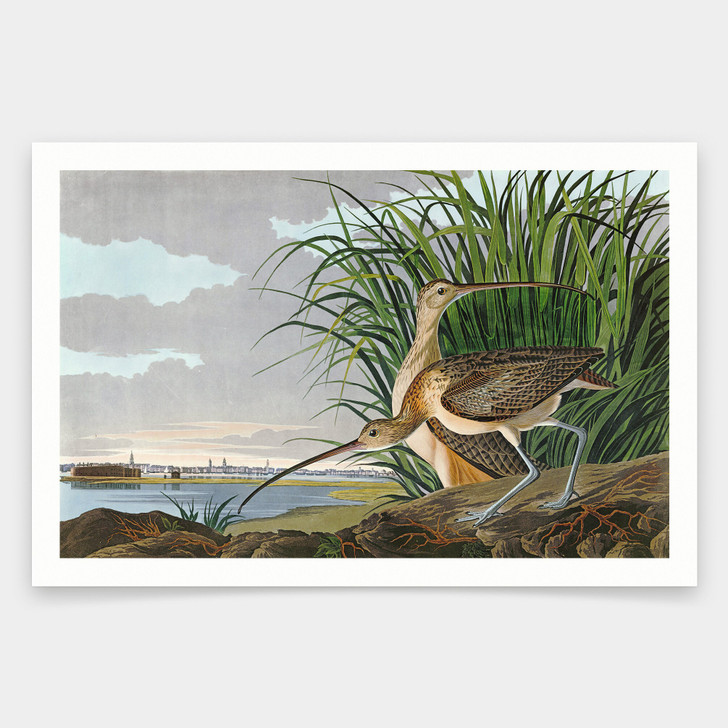 John James Audubon, Long billed Curlew,art prints,Vintage art,canvas wall art,famous art prints,q1885