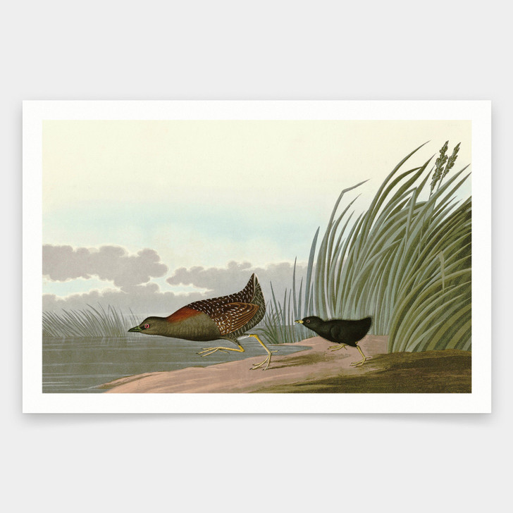 John James Audubon, Least Water hen,art prints,Vintage art,canvas wall art,famous art prints,q1883