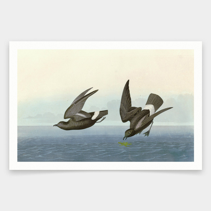 John James Audubon, Least Stormy Petrel,art prints,Vintage art,canvas wall art,famous art prints,q1882