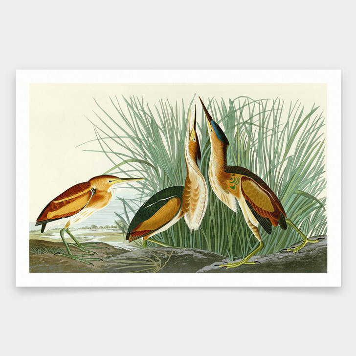 John James Audubon, Least Bittern,art prints,Vintage art,canvas wall art,famous art prints,q1881