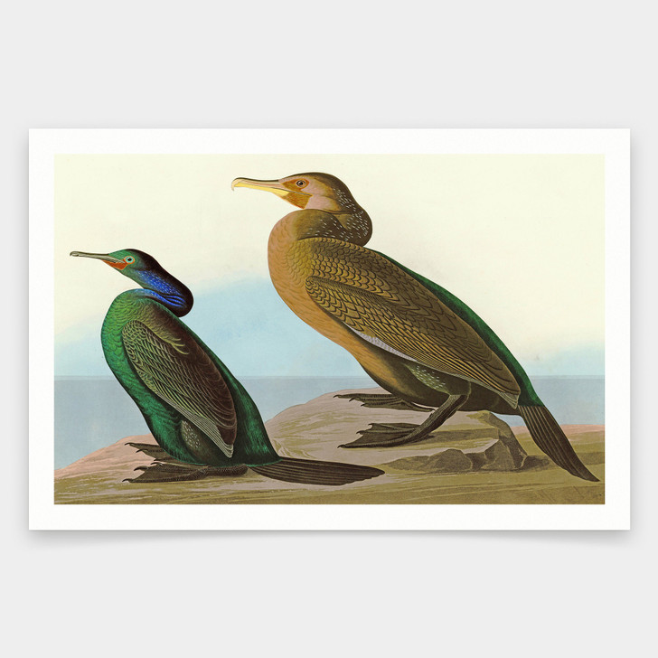 John James Audubon,I Violet green Cormorant,Townsend's Cormorant,art prints,Vintage art,canvas wall art,famous art prints,q1872
