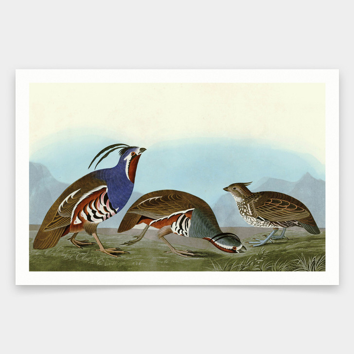 John James Audubon,I Plumed Partridge,Thick legged Partridge,art prints,Vintage art,canvas wall art,famous art prints,q1871