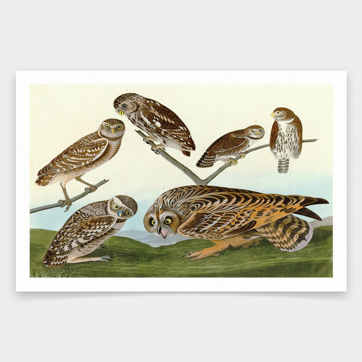 John James Audubon,I Burrowing Owl,Large headed Burrowing Owl,Little night Owl,Columbian Owl,Short eared Owl,q1869