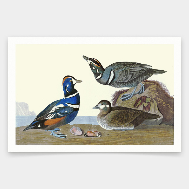 John James Audubon, Harlequin Duck,art prints,Vintage art,canvas wall art,famous art prints,q1862