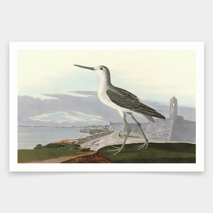 John James Audubon, Greenshank,art prints,Vintage art,canvas wall art,famous art prints,q1861