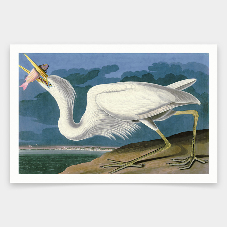 John James Audubon, Great White Heron,art prints,Vintage art,canvas wall art,famous art prints,q1859