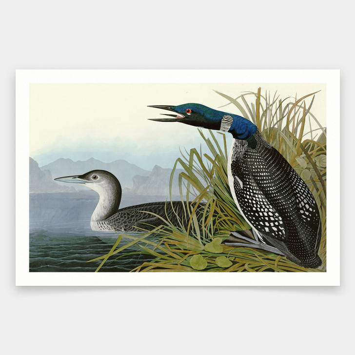 John James Audubon, Great Northern Diver or Loon,art prints,Vintage art,canvas wall art,famous art prints,q1858