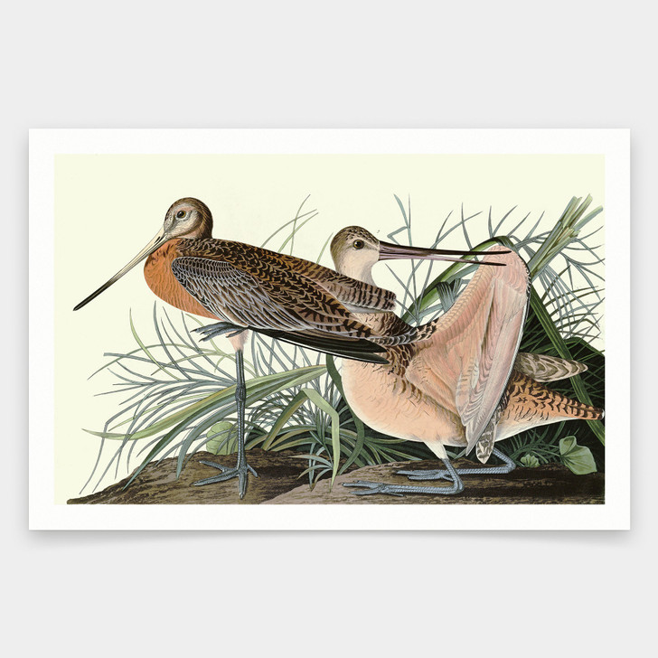 John James Audubon, Great Marbled Godwit,art prints,Vintage art,canvas wall art,famous art prints,q1857