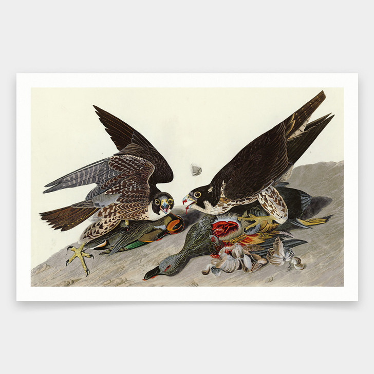 John James Audubon, Great footed Hawk,art prints,Vintage art,canvas wall art,famous art prints,q1856