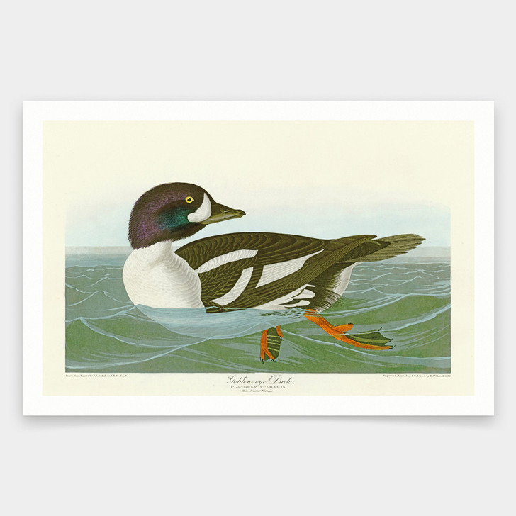 John James Audubon, Golden eye Duck,art prints,Vintage art,canvas wall art,famous art prints,q1851