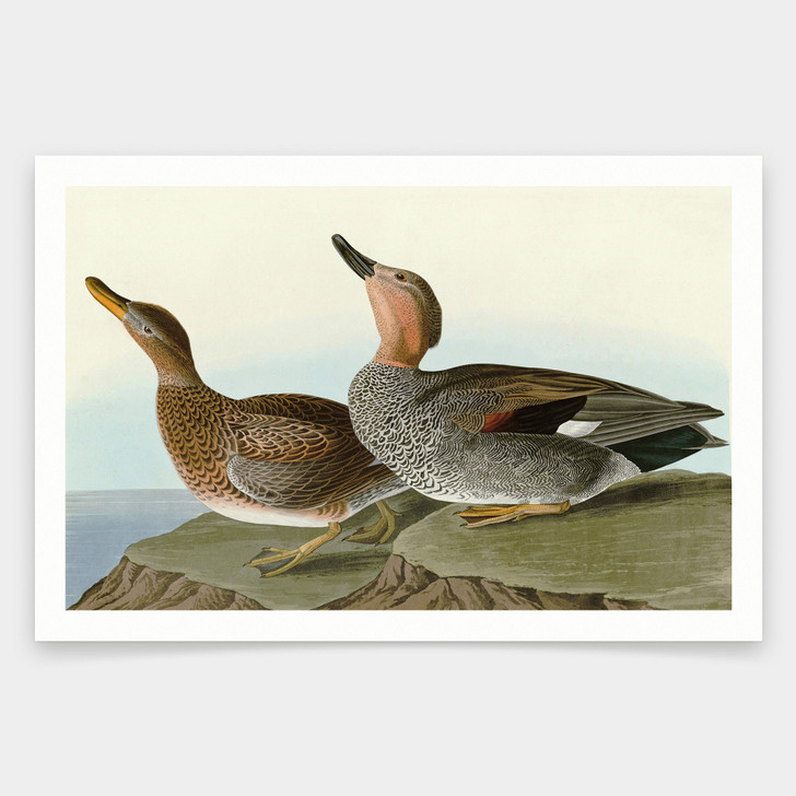 John James Audubon, Gadwall Duck,art prints,Vintage art,canvas wall art,famous art prints,q1848