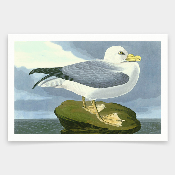 John James Audubon, Fulmar Petrel,art prints,Vintage art,canvas wall art,famous art prints,q1847