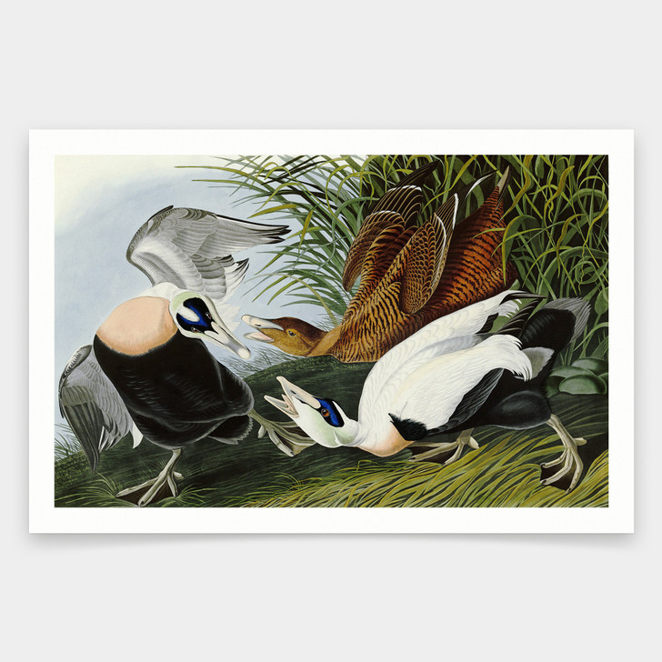 John James Audubon, Eider Duck,art prints,Vintage art,canvas wall art,famous art prints,q1839