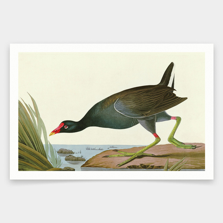 John James Audubon, Common Gallinule,art prints,Vintage art,canvas wall art,famous art prints,q1831