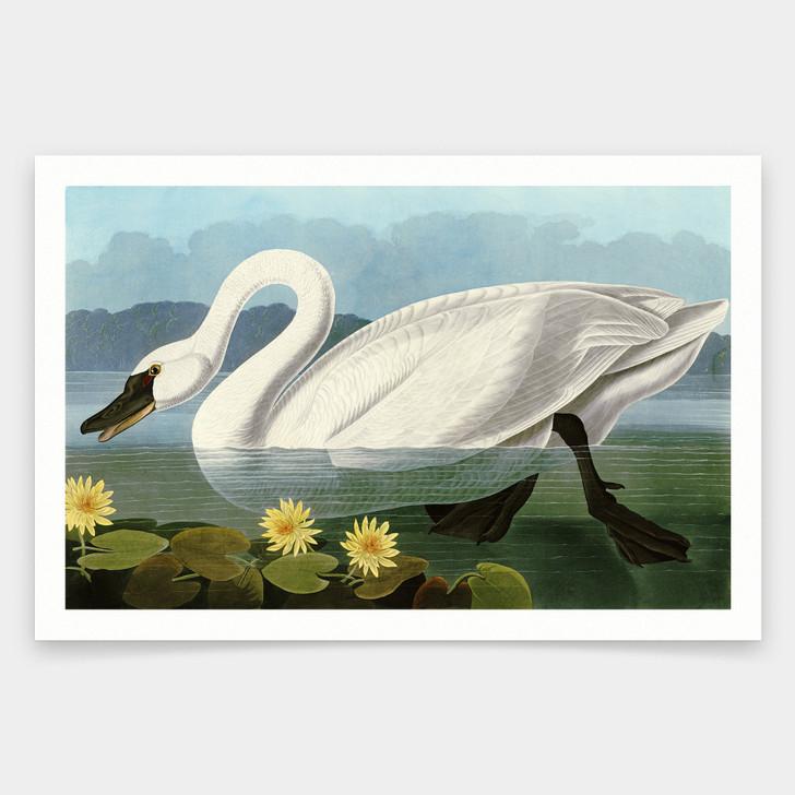 John James Audubon, Common American Swan,art prints,Vintage art,canvas wall art,famous art prints,q1829