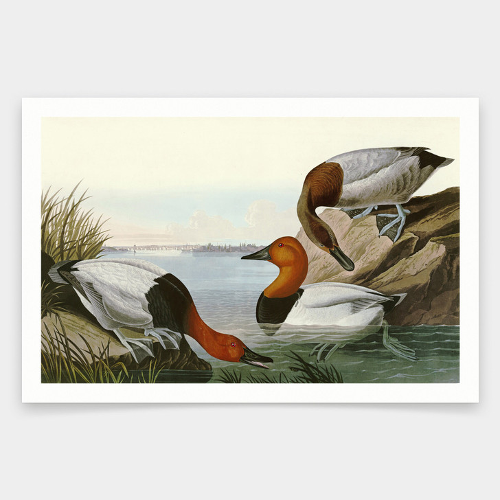 John James Audubon, Canvas backed Duck,art prints,Vintage art,canvas wall art,famous art prints,q1826