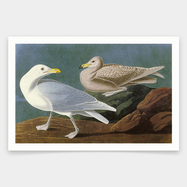 John James Audubon, Burgomaster Gull,art prints,Vintage art,canvas wall art,famous art prints,q1824