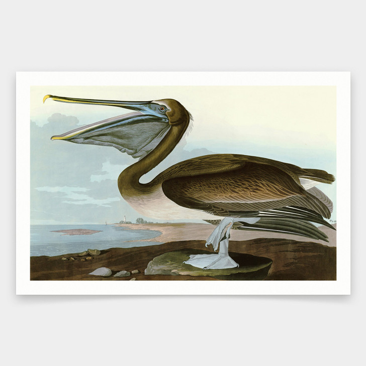 John James Audubon, Brown Pelican,art prints,Vintage art,canvas wall art,famous art prints,q1820